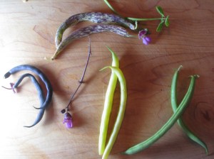 clockwise from top, Dragon Tongue, Provider, Indy Gold, Burgundy