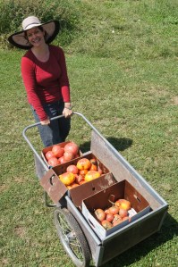 a harvest of organic heirlooms